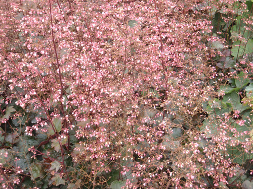 Flowers, perhaps Mountain Heather.